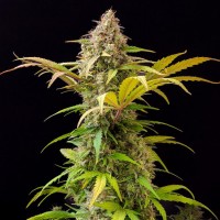 Auto Lowryder Feminised seeds