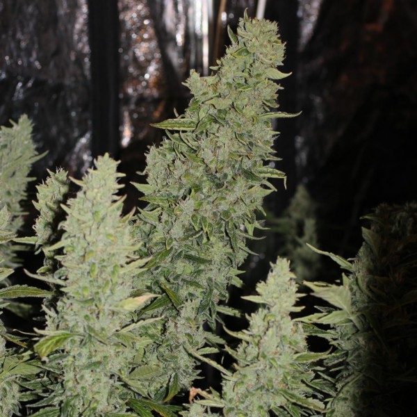 Auto Niagara Feminised seeds