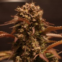 Auto Purple Ryder Feminised seeds