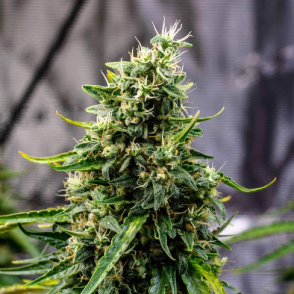 Auto Rock Machine Feminised seeds