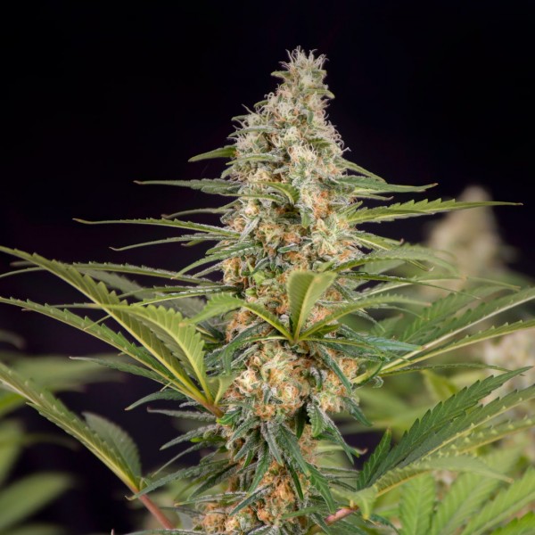 Cali Crasher Feminised seeds