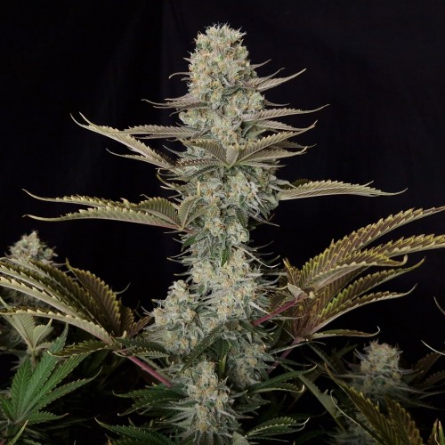 DC Kush Feminised seeds