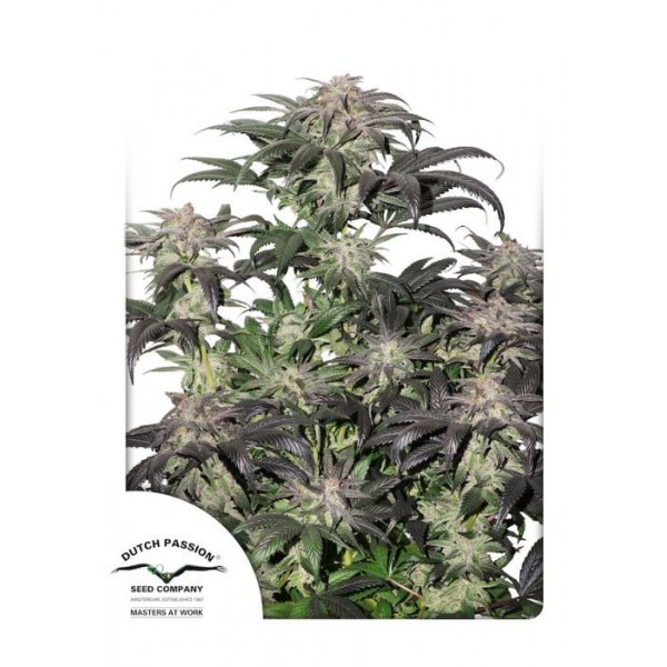 Bubba Island Kush Feminised