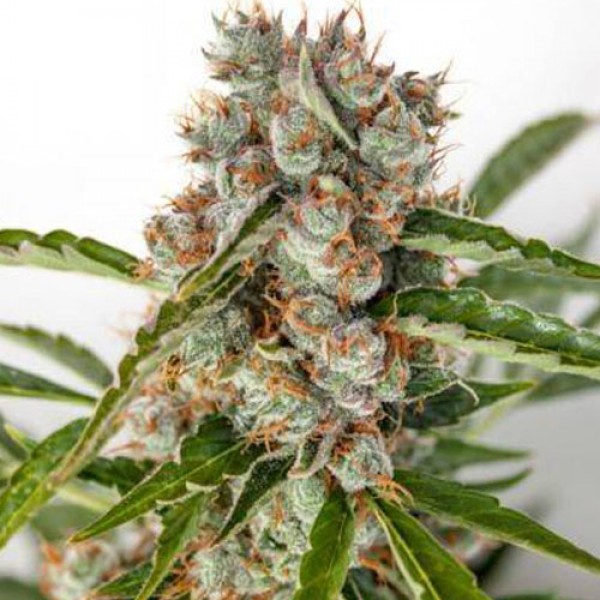 Auto Orange Bud Feminised seeds