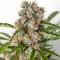 Auto Orange Bud Feminised seeds