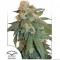 Auto Orange Bud Feminised seeds