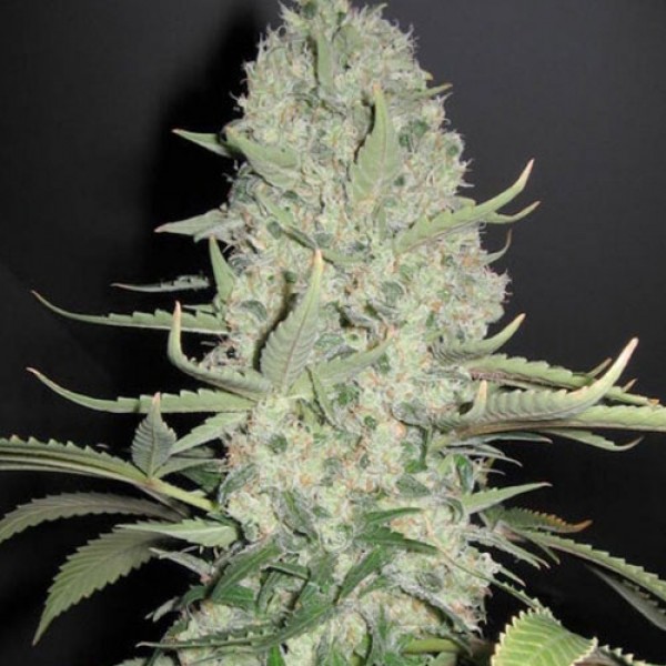 Auto White Widow Feminised seeds by Dutch Passion