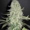 Auto White Widow Feminised seeds by Dutch Passion