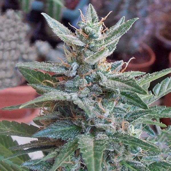 Auto White Widow Feminised seeds by Dutch Passion