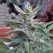 Auto White Widow Feminised seeds by Dutch Passion