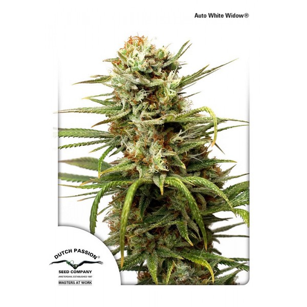 Auto White Widow Feminised seeds by Dutch Passion
