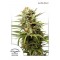 Auto White Widow Feminised seeds by Dutch Passion