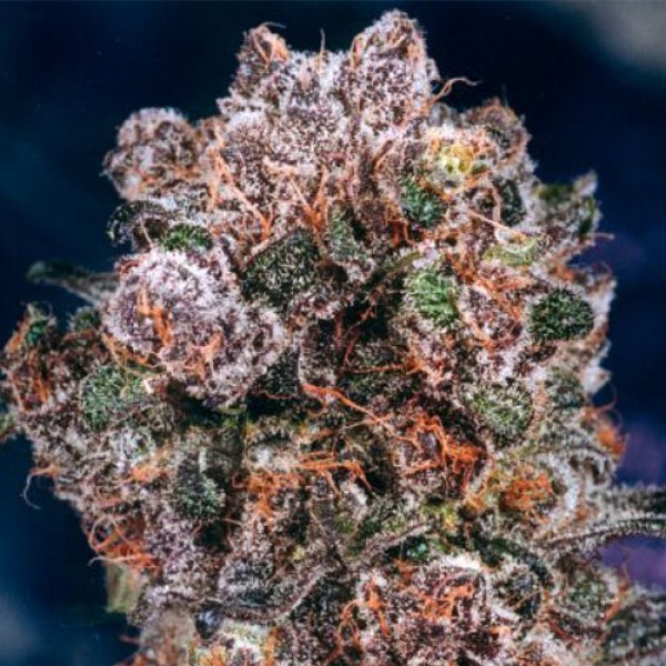Blueberry Feminised seeds