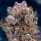 Blueberry Feminised seeds