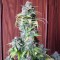 Blueberry Feminised seeds