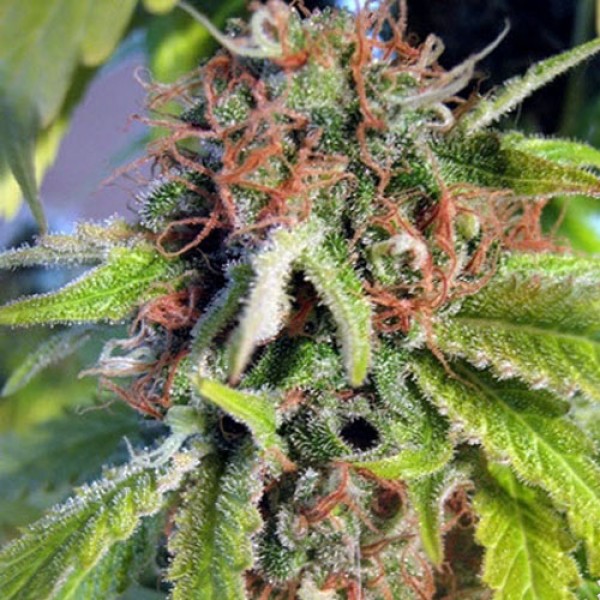 Blueberry Feminised seeds