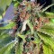 Blueberry Feminised seeds