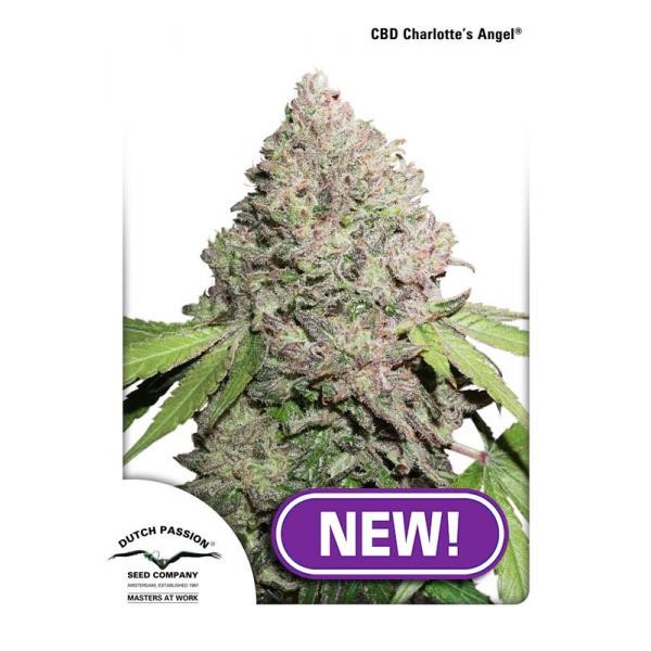 Auto CBD Charlotte*s Angel Feminised