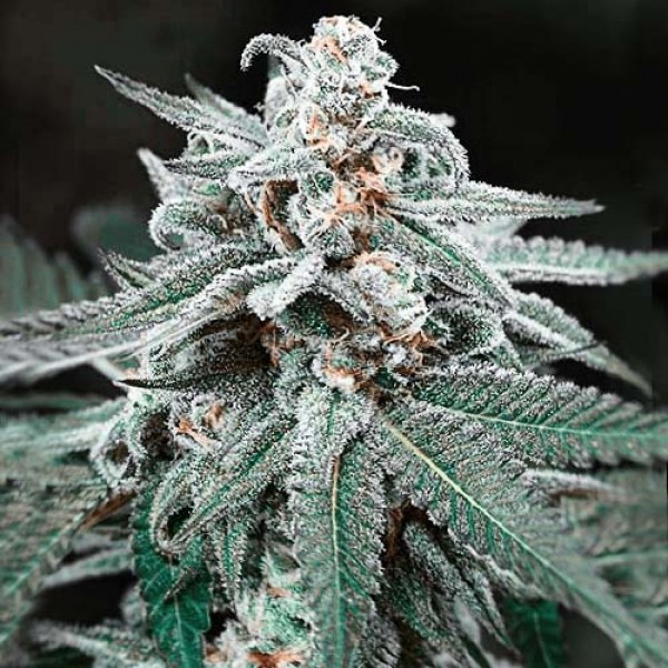 Hollands Hope Feminised seeds
