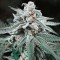 Hollands Hope Feminised seeds