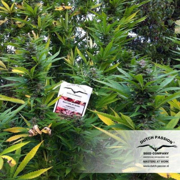 Hollands Hope Feminised seeds