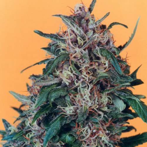 Hollands Hope Feminised seeds