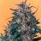 Hollands Hope Feminised seeds