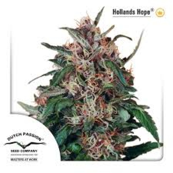 Hollands Hope Feminised seeds