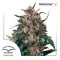 Hollands Hope Feminised seeds