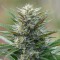 Master Kush Feminised seeds