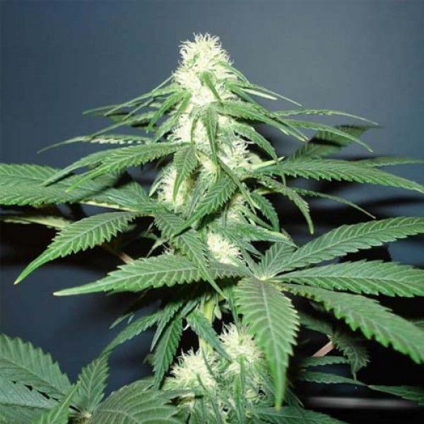 Master Kush Feminised seeds