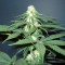 Master Kush Feminised seeds