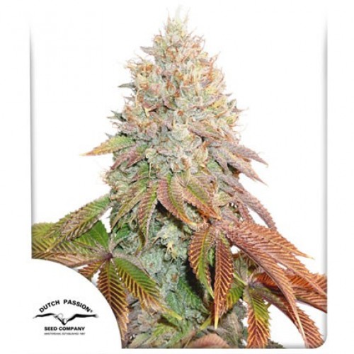 Auto Banana Blaze Feminised seeds