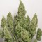 Auto Blue Mazar Feminised seeds