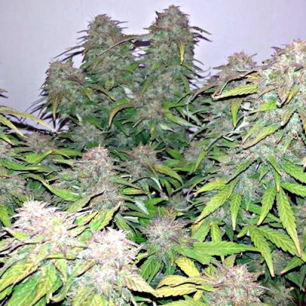 Auto Blue Mazar Feminised seeds