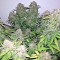 Auto Blue Mazar Feminised seeds