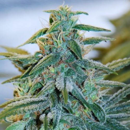 Auto Blue Mazar Feminised seeds