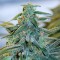 Auto Blue Mazar Feminised seeds