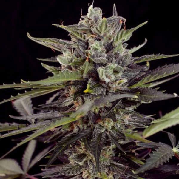 Auto Blueberry Feminised seeds by Dutch Passion