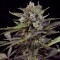 Auto Blueberry Feminised seeds by Dutch Passion