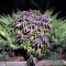 Auto Blueberry Feminised seeds by Dutch Passion