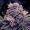 Auto Blueberry Feminised seeds by Dutch Passion