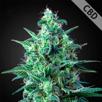 Auto CBD White Widow Feminised seeds