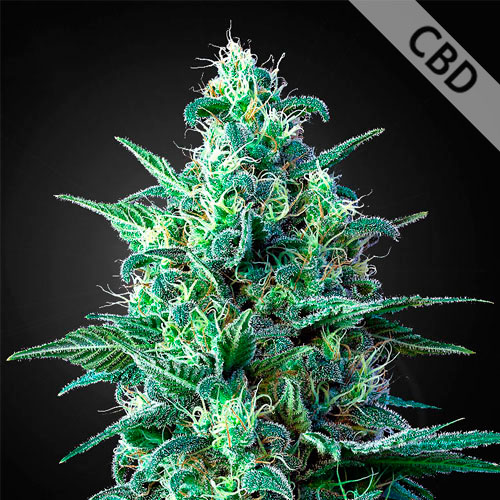 Auto CBD White Widow Feminised seeds