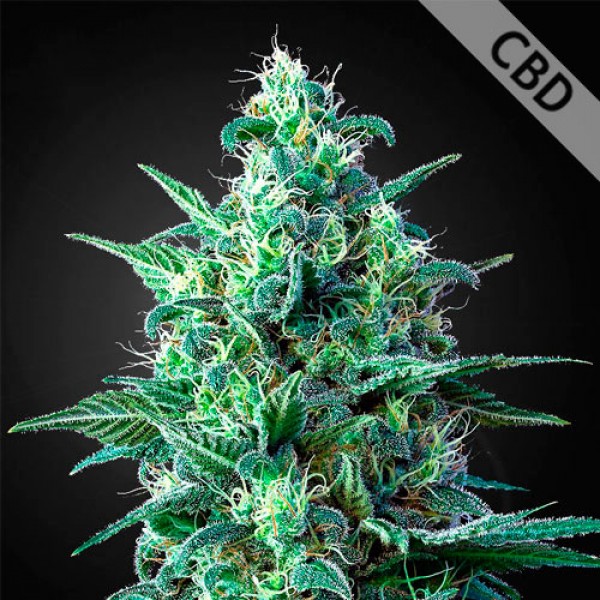 Auto CBD White Widow Feminised seeds by Dutch Passion