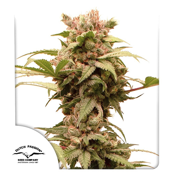 Auto CBG-Force Feminised seeds