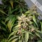 Auto CBD Charlotte*s Angel Feminised