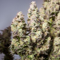 Auto Colorado Cookies Feminised seeds
