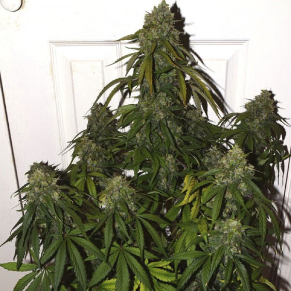 Auto Colorado Cookies Feminised seeds