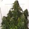 Auto Colorado Cookies Feminised seeds
